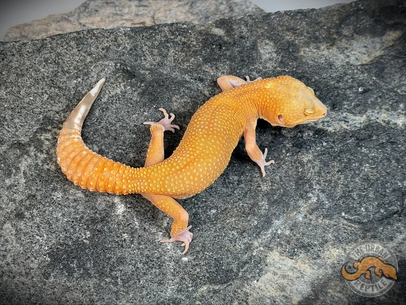 Black Night Mandarin Tremper