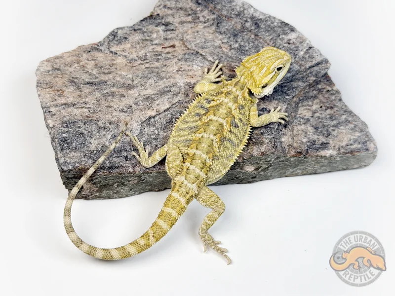 Hypo Citrus Tiger