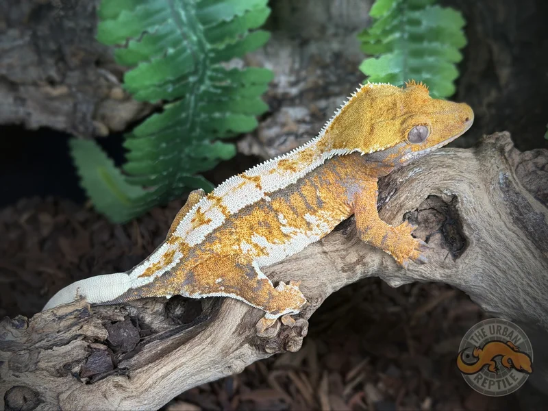 TriColor Extreme Harlequin