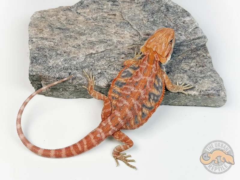 Hypo Red Tiger LeatherBack Ext Blue Bar Smurf Line