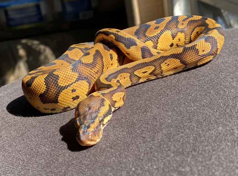 First of its kind and Nr Mandarin red stripe confusion POs  het hypo
