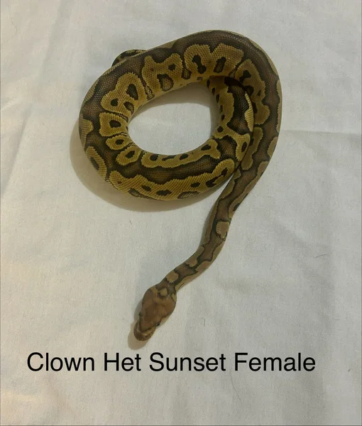 Clown Het Sunset