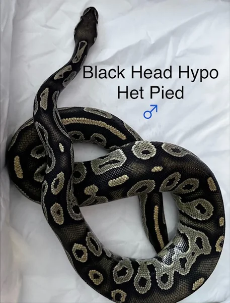 Black Head Het Hypo Pied