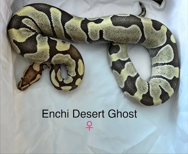 Enchi Desert Ghost
