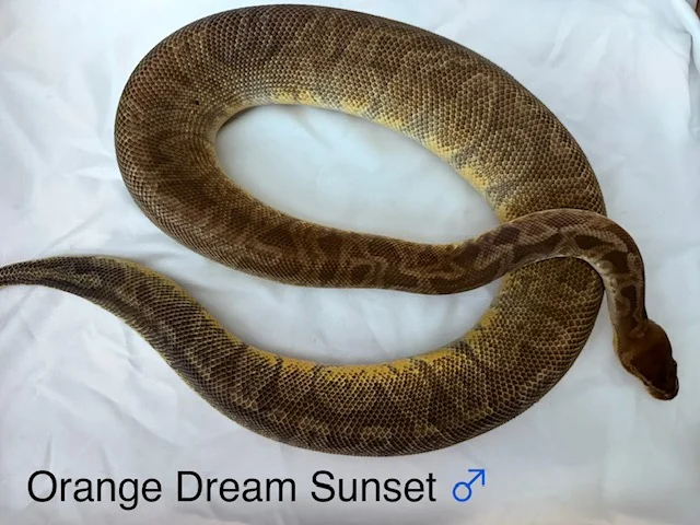 Orange Dream Sunset
