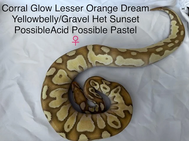 Corral Glow Lesser Orange Dream Yellowbelly/Gravel HET Sunset Poss. Pastel Poss. Acid Ball Python ♀️
