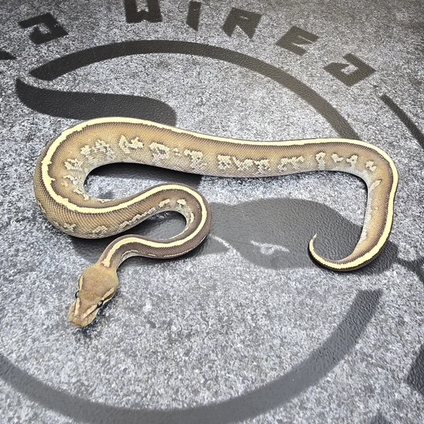 Fire Stranger Mojave het Hypo 50% het DG