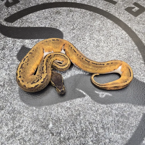 Black Head Pin Pied