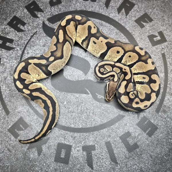 Pastel Chocolate het DG het Pied 50% het Hypo