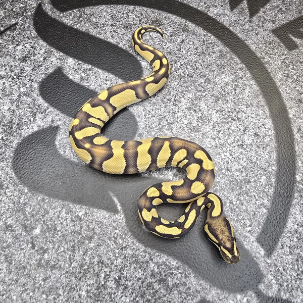 Chocolate Enchi DG 50% het Hypo