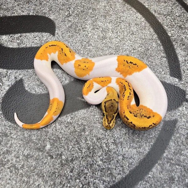 OD YB Pinstripe (probably Scrambler) Pied het Hypo