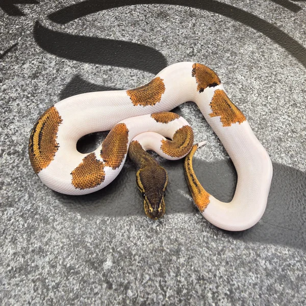 Black Head Pin YB Pied