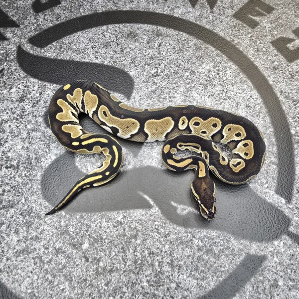 Black Head het DG het Pied
