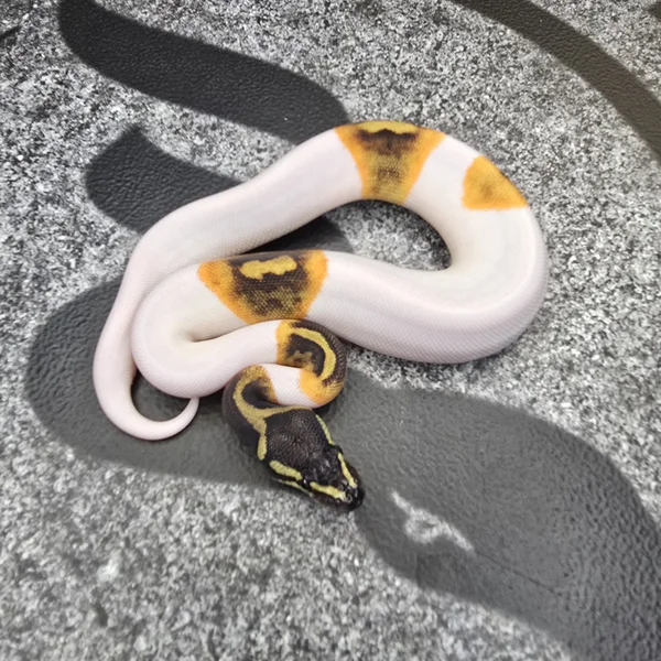 GHI Pied het Hypo