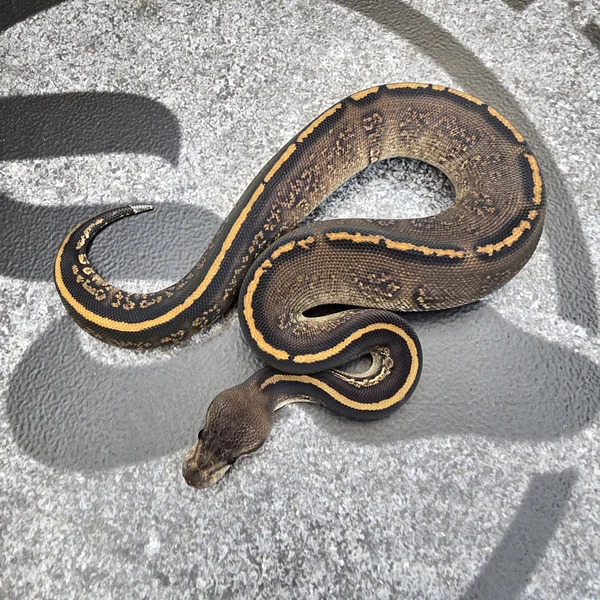 Black Pastel Stranger het Albino