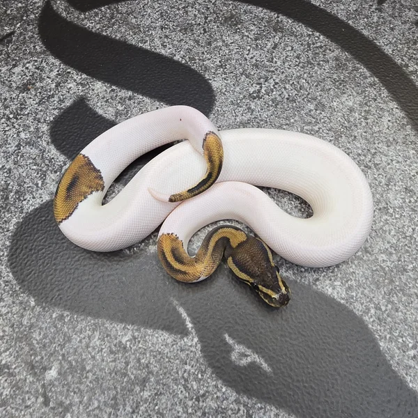 Chocolate Pied het DG het Hypo