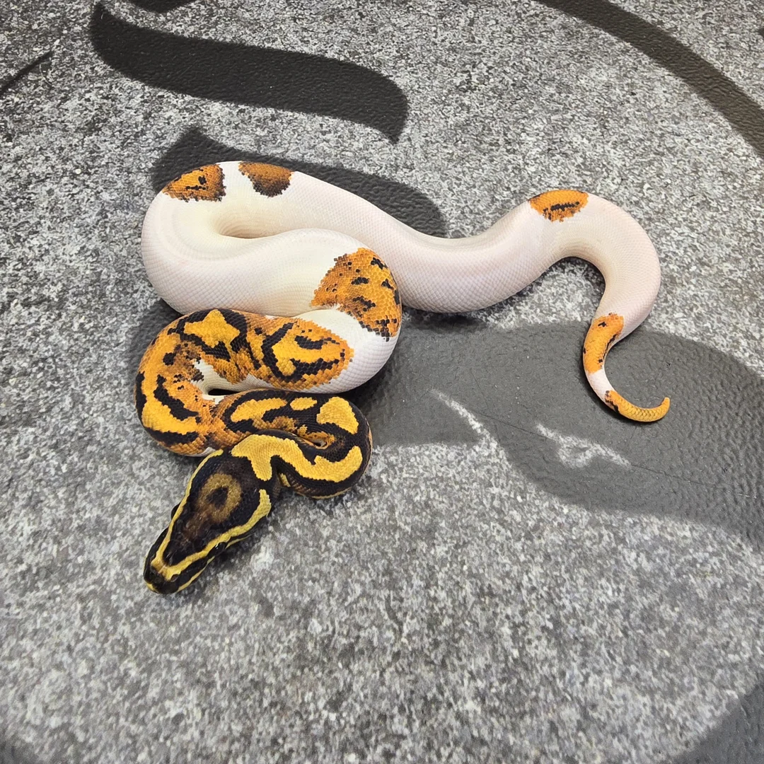 YB Scrambler Pied het Hypo | Ball Pythons | ReptileAds