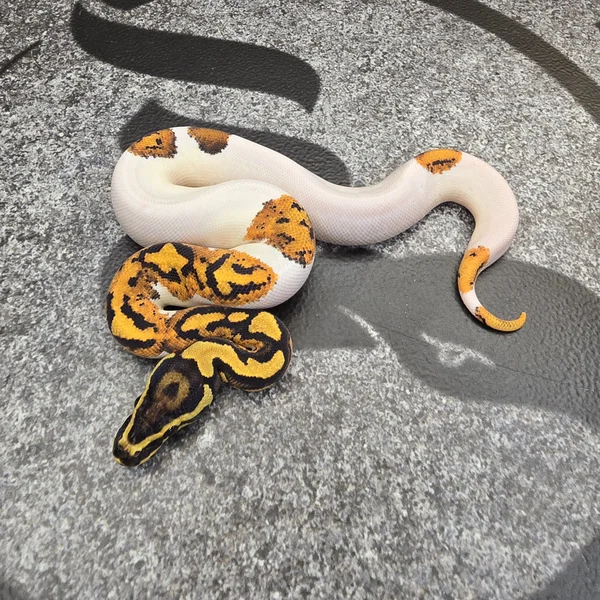 YB Scrambler Pied het Hypo