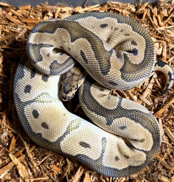 Blade Clown Het Pied