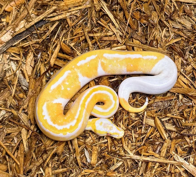 Lavender Albino (Dreamsicle)