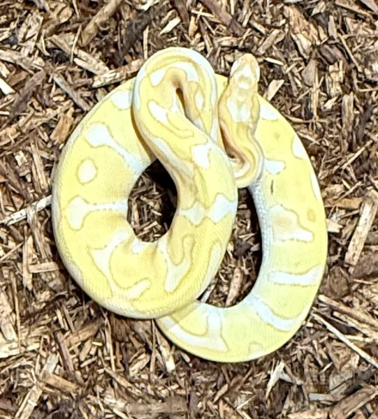 Enchi Leopard Lavender Albino (Starburst)