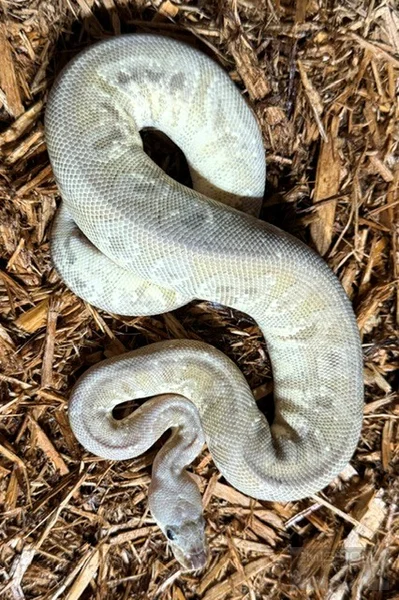 Cinnamon Pastel HGW Clown