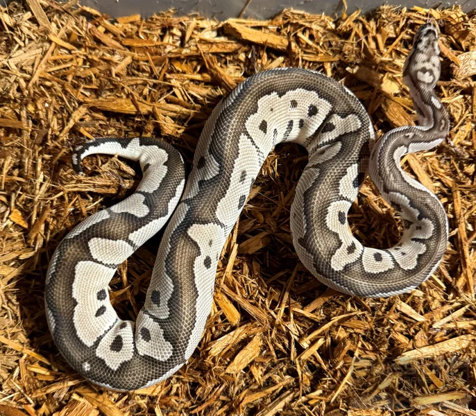 VPI Axanthic Clown