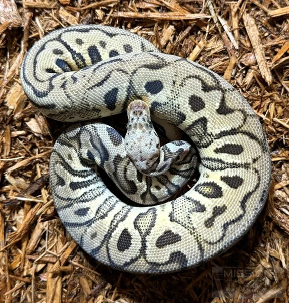 Cinnamon Pastel Spotnose Clown