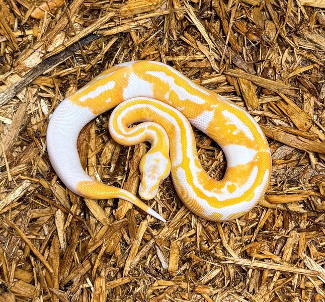 Lavender Albino (Dreamsicle)