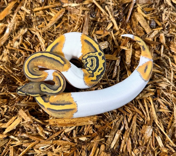 Orange Ghost Pied