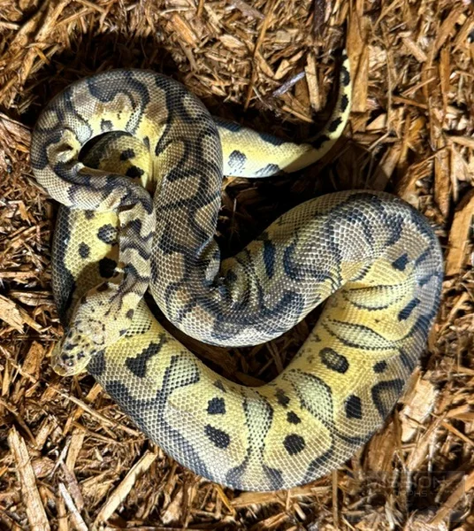 Pastel Chocolate Clown