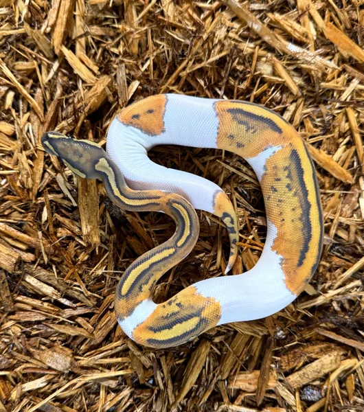 Orange Ghost Pied