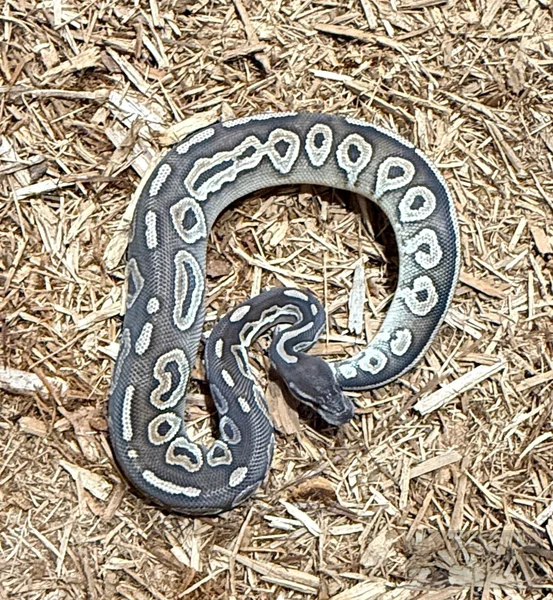 Cinnamon Mojave Het Albino 66% Het Pied