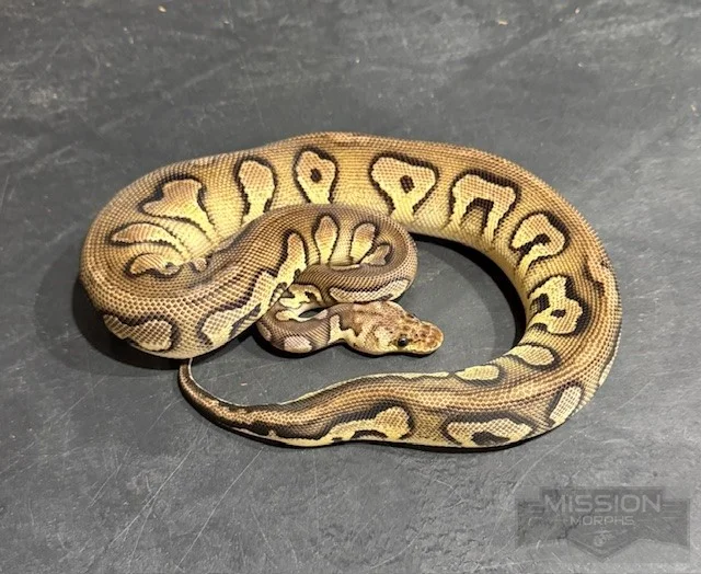 Chocolate Cinnamon Pastel Spotnose Clown