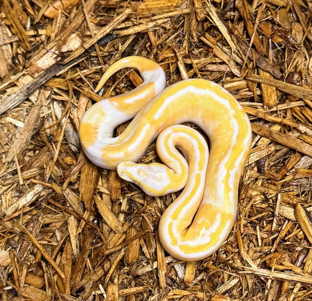 Lavender Albino (Dreamsicle)