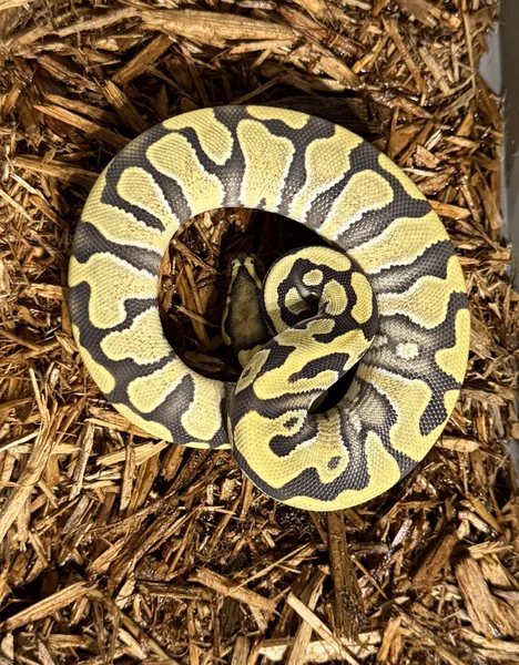 Enchi DG Het Monsoon