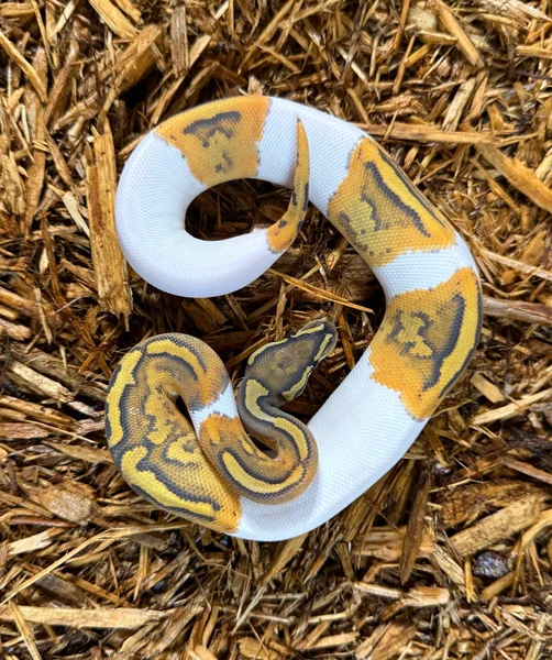 Orange Ghost Pied