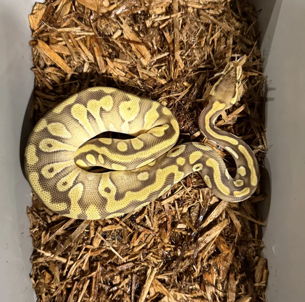Pastel Enchi Mojave Het DG Het Monsoon