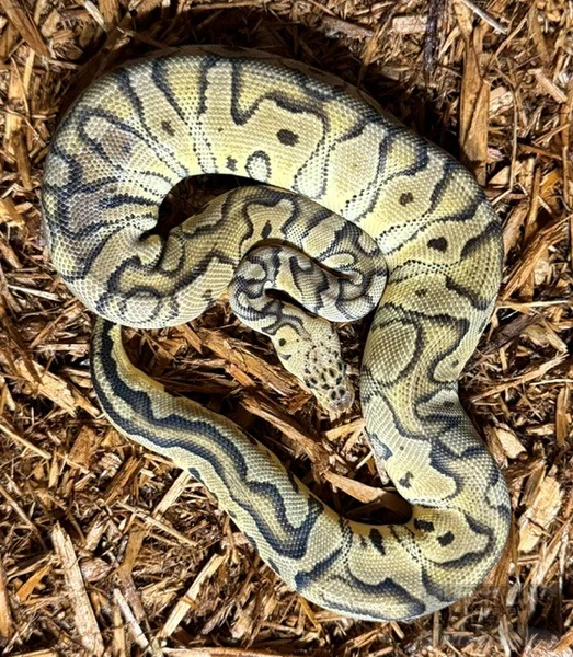 Pastel Spotnose Clown (Poss Chocolate)