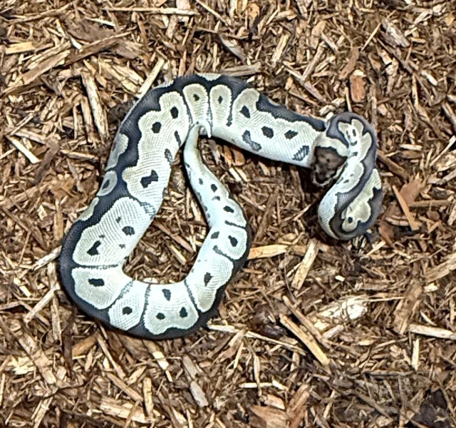 Clown Het VPI Axanthic
