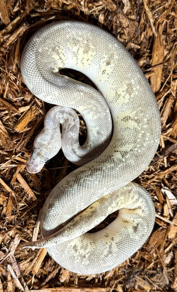 Cinnamon Pastel HGW Fire Clown
