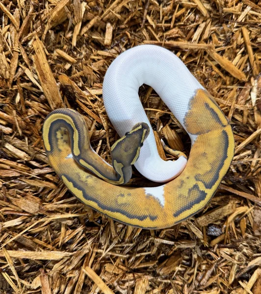 Orange Ghost Pied