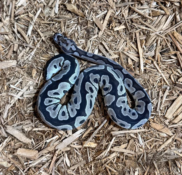 TSK Axanthic Clown Clutch