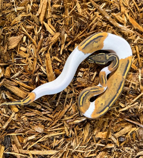 Orange Ghost Pied