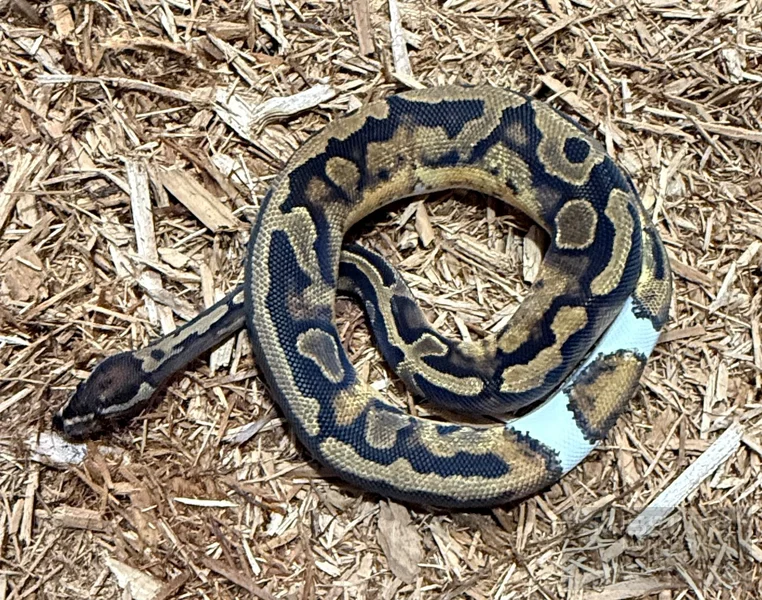 Pied Het Albino
