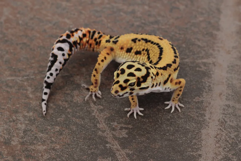 Tangerine Bold ph Tremper & Eclipse 