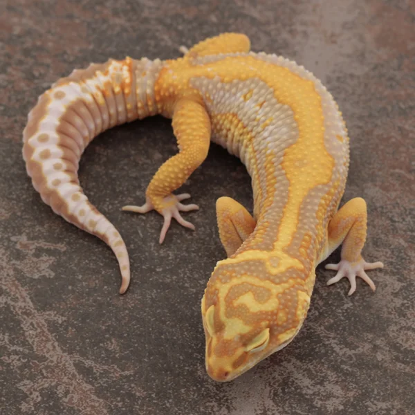 Tangerine Bold Tremper ph Eclipse 