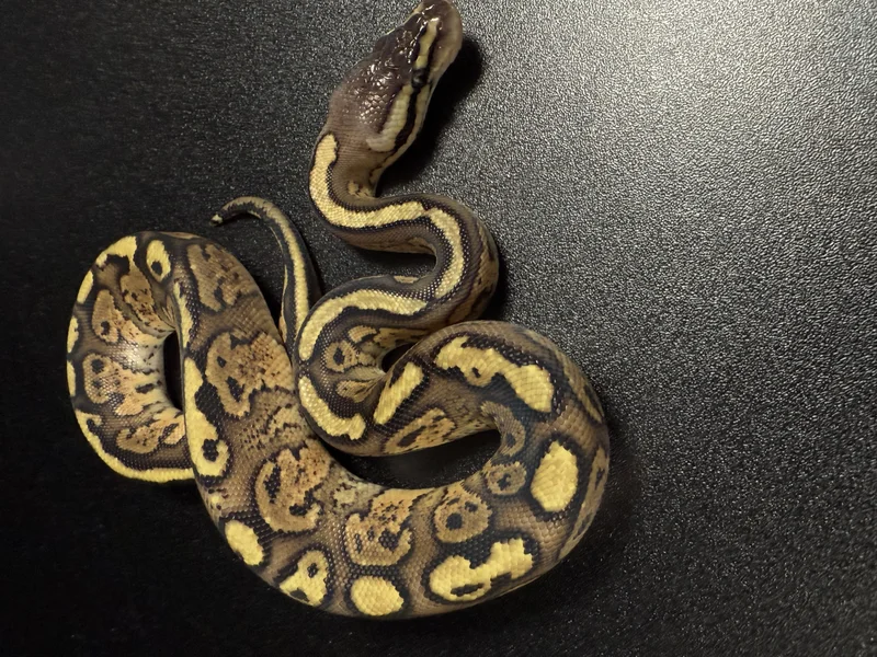 Pixel Stranger Pastel Red Stripe het Genetic Stripe 