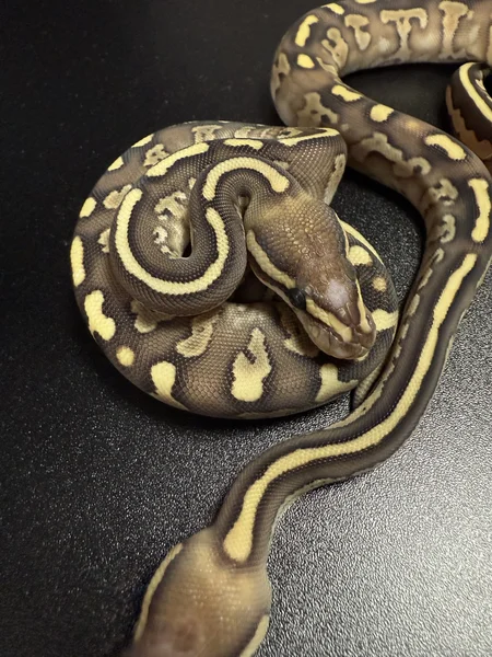 Butter scaleless head red stripe pixel het genetic stripe 