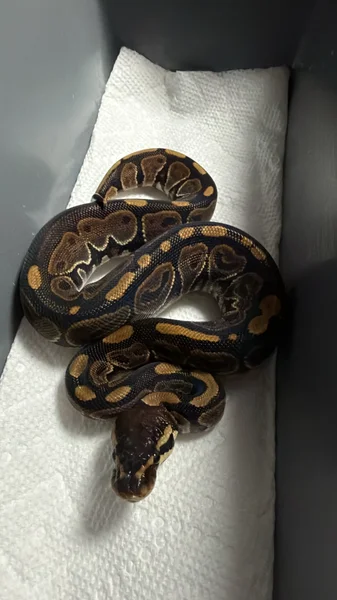 Pixel het genetic stripe 
